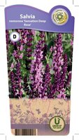 Salvia nem. 'Sensation Deep Rose'