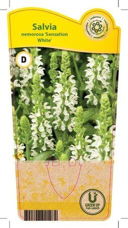 Salvia nem. 'Sensation White'