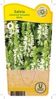 Salvia nem. 'Sensation White'