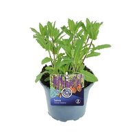 Salvia nemorosa 'Caradonna' Pot 17cm.