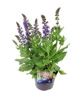 Salvia nemorosa Pot 13cm.