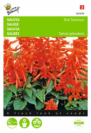 Salvia splendens st. jansvuur 0.4gram - afbeelding 1