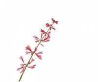 Salviasteel l111cm beauty