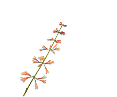 Salviasteel l111cm perzik