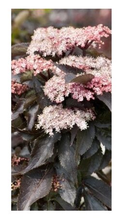 Sambucus nigra 'Black Tower'
