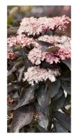 Sambucus nigra 'Black Tower'