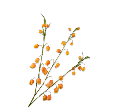 Sandersoniatak l103cm oranje