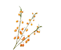 Sandersoniatak l103cm oranje
