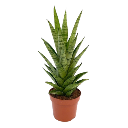 Sansevieria cyl.  ...