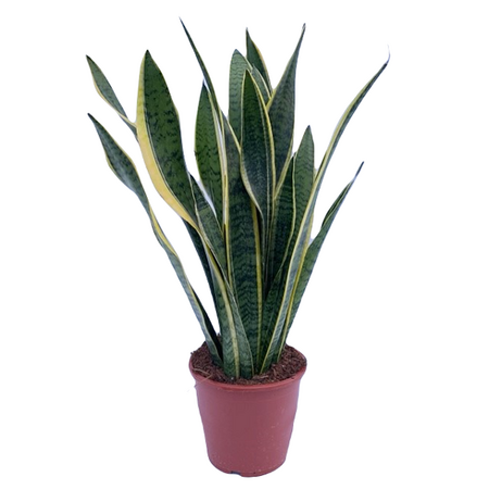 Sansevieria trifa. 'Laurentii' pot 17 cm