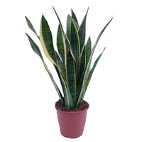 Sansevieria trifa. 'Laurentii' pot 17 cm