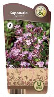 Saponaria ocymoides