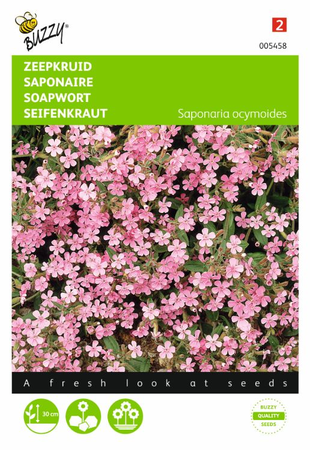 Saponaria ocymoides zeepkruid 0.5gram - afbeelding 1
