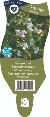 Satureja montana
