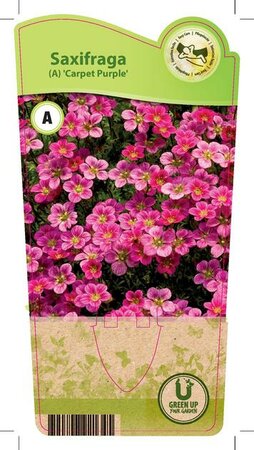 Saxifraga arendsii 'Carpet Purple'