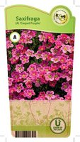 Saxifraga arendsii 'Carpet Purple'