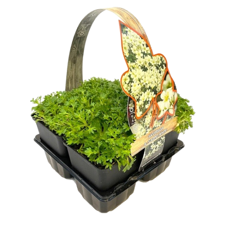 Saxifraga arendsii 'Carpet White' 4-pack