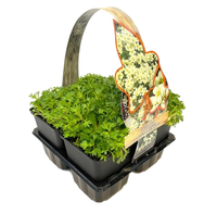 Saxifraga arendsii 'Carpet White' 4-pack