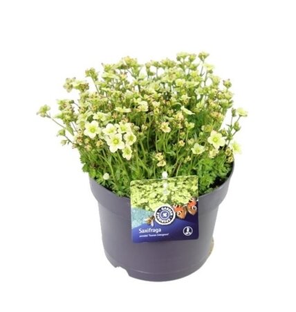 Saxifraga arendsii 'Touran Limegreen' Pot 13cm.
