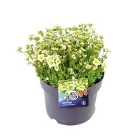 Saxifraga arendsii 'Touran Limegreen' Pot 13cm.