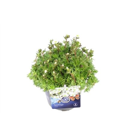 Saxifraga arendsii wit Pot 13cm.