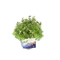 Saxifraga arendsii wit Pot 13cm.