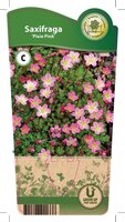 Saxifraga 'Pixie Rose'