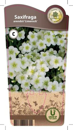 Saxifrage alpino 'Limerock'