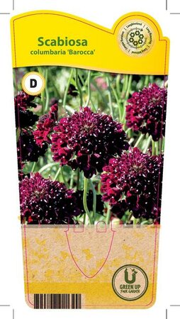 Scabiosa 'Barocca'