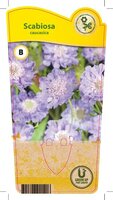 Scabiosa caucasica