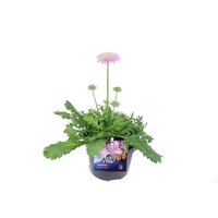 Scabiosa columbaria Pink Mist