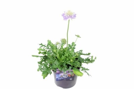 Scabiosa columbaria Pot 13cm.