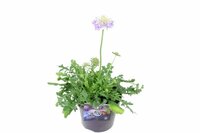 Scabiosa columbaria Pot 13cm.