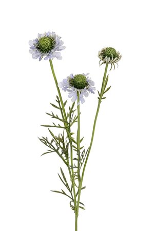 Scabiosa l60cm blauw