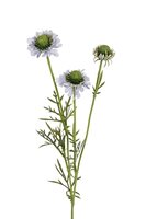 Scabiosa l60cm blauw