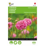 Scabiosa salmon queen 0.5g