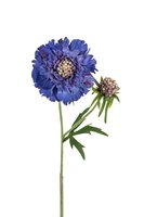 Scabiosasteel l58cm blauw