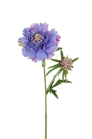 Scabiosasteel l58cm lila