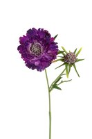 Scabiosasteel l58cm paars