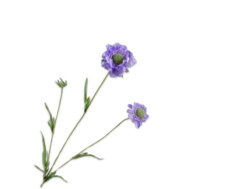 Scabiosatak l64cm blauw