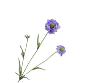 Scabiosatak l64cm blauw