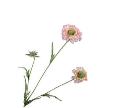 Scabiosatak l64cm perzik