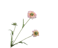Scabiosatak l64cm perzik
