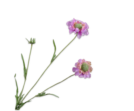 Scabiosatak l64cm roze