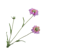 Scabiosatak l64cm roze