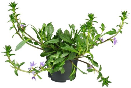Scaevola aemula P13
