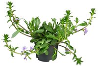 Scaevola aemula P13