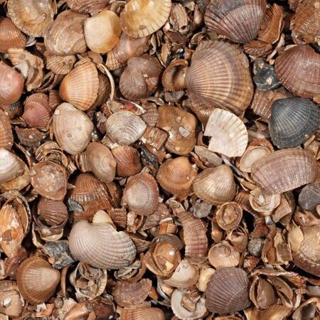 Schelpen schoon 13.5l