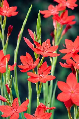 Schizostylis coccinea