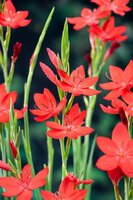 Schizostylis coccinea